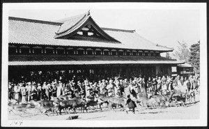 Herd of goats running along crowd of spectators, showing oriental building in background