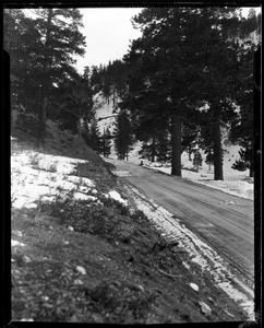 Narrow road running through the tree-lined ground at Big Pines