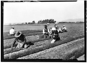 Several people pulling onions from the seed bed and preparing them for planting in the onion field, Petit Ranch, San Fernando Valley, near Van Nuys, February 3, 1930
