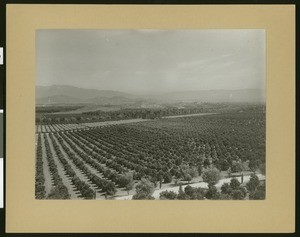 Orange groves in Riverside, ca.1890