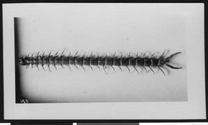 Specimen view of a centipede, ca.1900