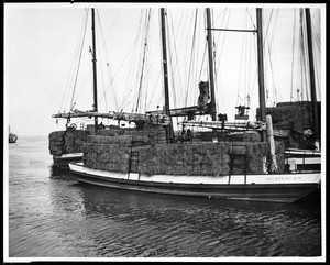 Barges loaded with hay on a Courtland river port, destined for the San Francisco Market, ca.1900