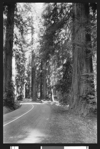 Redwood forest, ca.1925