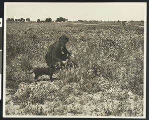 Woman with a dachshund picking wild flowers, 1939