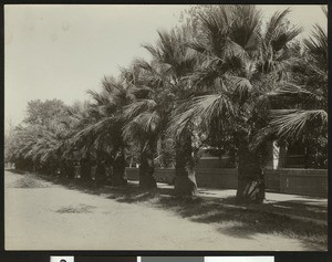 Palm trees on Palms Avenue in Red Bluff, 1900-1940