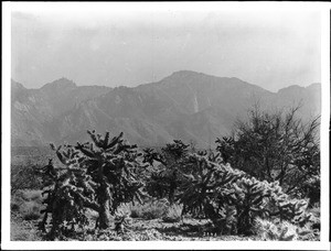 Clusters of jumping cactus on the Colorado desert in Riverside County, 1900