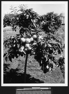 Young grapefruit tree, ca.1930