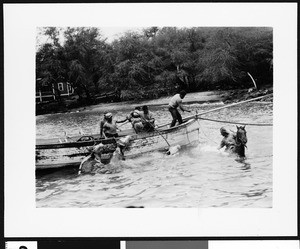 Landing cattle from steamer through the surf, Hawaii