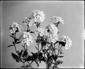 Specimen of verbena blossoms