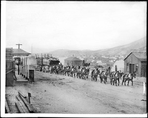 A burro-drawn wagon hauling lumber and supplies into Goldfield, Nevada, ca.1904