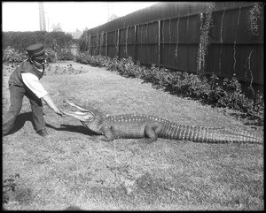 Uniformed man "tickling" an alligator at an alligator farm (possibly the California Alligator Farm, Los Angeles), ca.1900