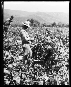 Man standing in a field of grape vines at the Guasti Vineyard in Ontario, December 1926