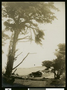 Monterey coastline, ca.1900