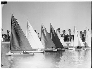 A row of small one-mast sailboats