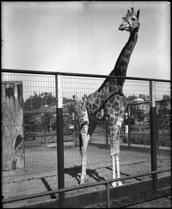 Giraffe in a pen at the Los Angeles Zoo