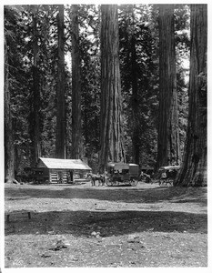 Guardian's log cabin in the big trees in Mariposa Grove in Yosemite National Park, California, 1901