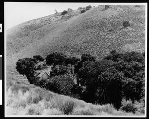 Exterior view of an adobe house in a copse of trees on Rancho Temblor in Bakersfield, ca.1938