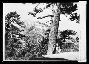 Pine trees and mountain range, showing large tree in foreground, Big Pines