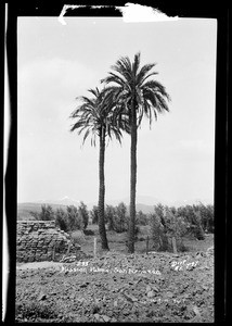 Two palm trees at Mission San Fernando