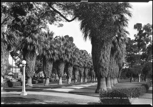 Palm tree-lined path in Los Angeles's Eastlake Park (later Lincoln Park)