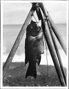 Caught Sheephead fish, ca.1910