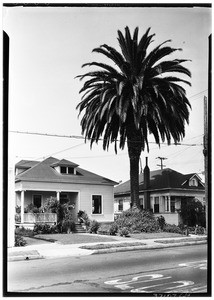 World's Fair palm tree on West Twelth Street, July 1936