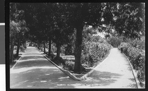 Two pathways through the San Diego Mission Olive Garden, 1910