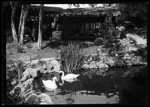 Swans in a pond at the Huntington Hotel in Pasadena