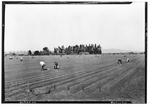 Workers planting onions on the Petit Ranch, San Fernando Valley near Van Nuys