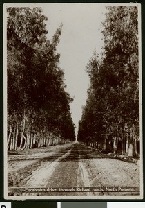 View of North Garey Avenue through Richard Ranch in north Pomona, ca.1900