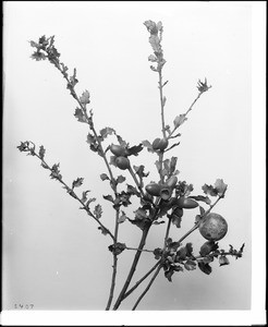 Close-up of a specimen of branches from a scrub oak (quercus dumosa), ca.1920