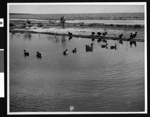 Ducks swimming in the Salton Sea at Date Palm Beach, ca.1920