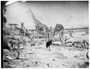 Scene of animals native to Africa in the Natural History Museum