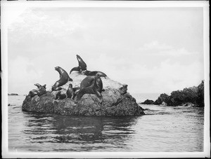 Seal Rocks, Catalina Island