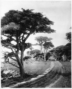 View of cypress trees along the 17-Mile-Drive, Pacific Grove, Monterey, California, ca.1890