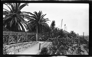 Path and fence near a cactus patch in Santa Monica's Palisades Park, ca.1915