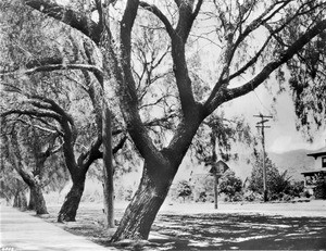 Hollywood Boulevard looking west (from Hudson?), California, 1905