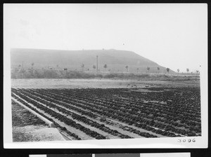 Crops, showing a palm tree-lined road in the background, ca.1925