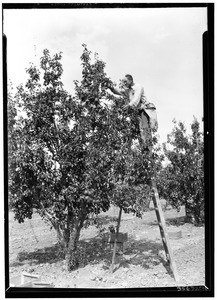 Close-up of pear picker at E.P. Moulten's pear orchards, Palmdale, August 1929