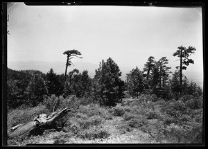 Line of pine trees and brush, Big Pines