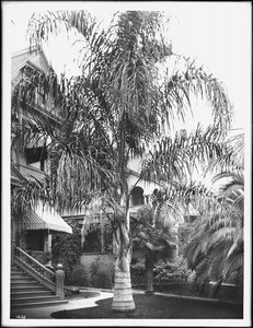 A cocos plumosos palm tree growing in a grassy lawn at the foot of the steps to a residence, Los Angeles, ca.1920