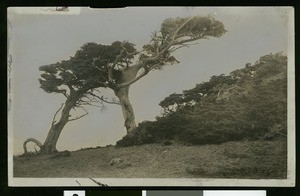 Monterey coastline with the Ostrich, a California cypress tree, ca.1900