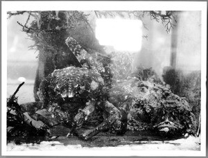 Close-up of shellfish, crabs and sea anemones from Catalina Island, ca.1910