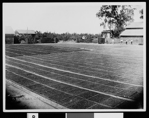 Photograph of a prune drying field