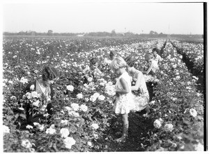 A close-up view of women picking flowers in a field of roses