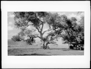 One-hundred year old live oak tree in Griffith Park, Los Angeles, ca.1888