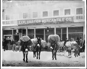 Miner's pack animals in front of mining supply stores, Goldfield, Nevada, ca.1900