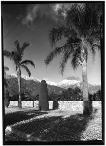 Orange groves, showing palm trees in front of stone wall in Azusa, ca.1920