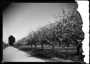 Apple orchards in bloom, showing a road on the left
