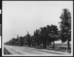 Palm trees along the right side of a stretch of unidentified road